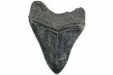 Fossil Megalodon Tooth - South Carolina #235714-1